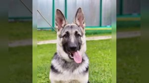 МОНОПОРОДНАЯ ВЫСТАВКА ВЕО "ЧЕМПИОНАТ ВЕО 2021" Питомник Веолар