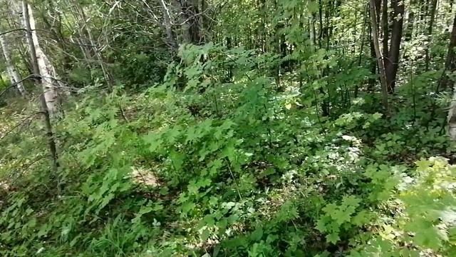 Металлокоп!Лесной стан смотреть онлайн