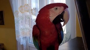 Утро.Разминка попугаев. Попугай ара, какаду, гиацинтовый ара.