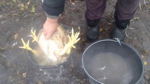 Как ощипать бройлера, чтобы не лопнула шкурка.