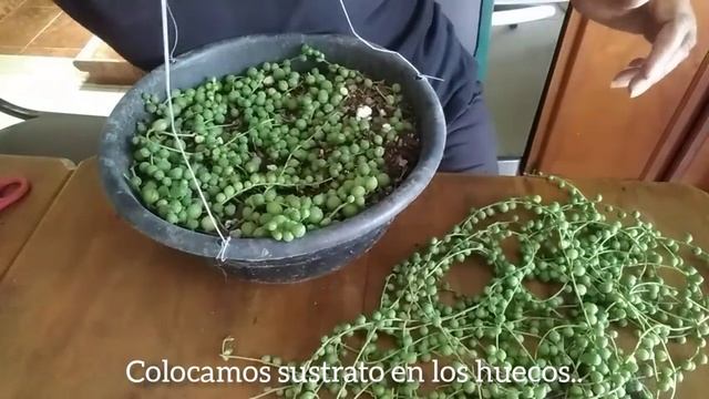 SENECIO ROWLEYANUS #plantas #suculentas #plantasdesol #echeveria #garden #jardin #flores #flowers смотреть онлайн