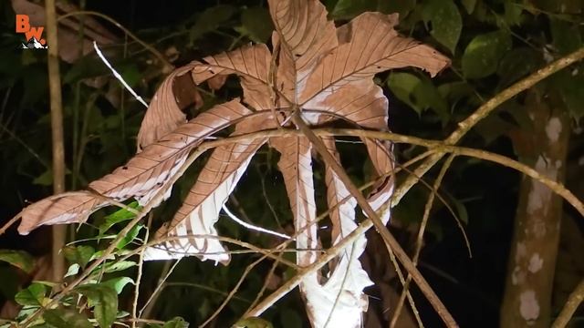 ОСТОРОЖНО Странствующий паук! смотреть онлайн