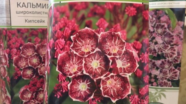 Кальмия широколистная. Зимостойкие сорта. Экзотическая редкость!
