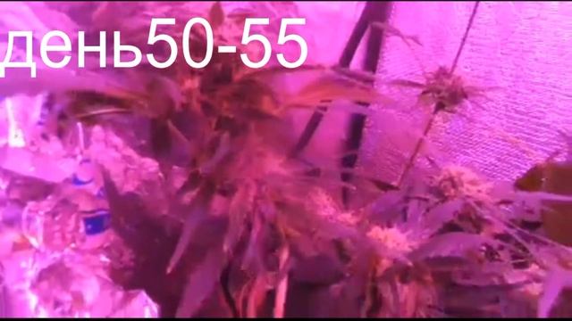 Весь жизненный цикл растишки в одном видео ! 18+ смотреть онлайн