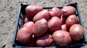 Хранение картофеля / Как сохранить картофель до весны