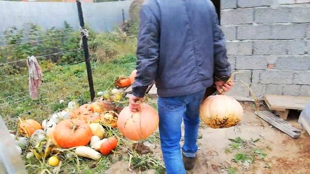 Сбор урожая тыквы.Рекорд наш - тыква весом 15 кг(собранная ранее). смотреть онлайн