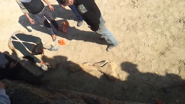 Строители собирают мамонта. Строители нашли кость мамонта в котловане смотреть онлайн