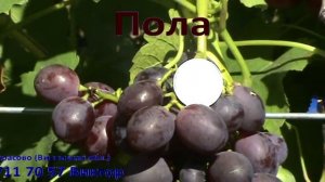 Виноград Рошфор, Надежда Аксайская, Верона, Гурман ран., Зарница, Пола, Сеянец Продюсера
