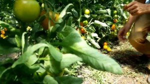 ГОЛДЕН СЕТ F1 - суперВКУСНЫЙ оранжевый кистевой индет - Добрые Семена.ру