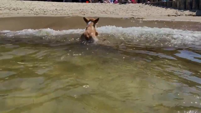 Корги Мэгги на море | Лето 2021 | Жизнь корги Мэгги смотреть онлайн