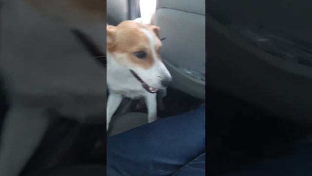 На дачу!!! смотреть онлайн