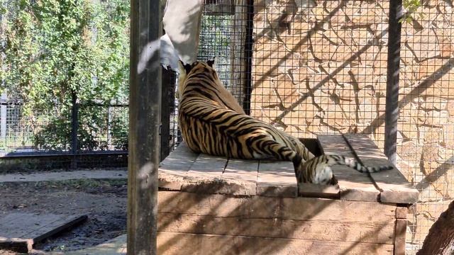 Тигрята научились угощаться) Тайган смотреть онлайн