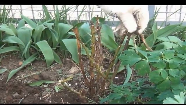 РОЗЫ посадка, обрезка, размножение (черенкование, отводки). Полезные советы смотреть онлайн