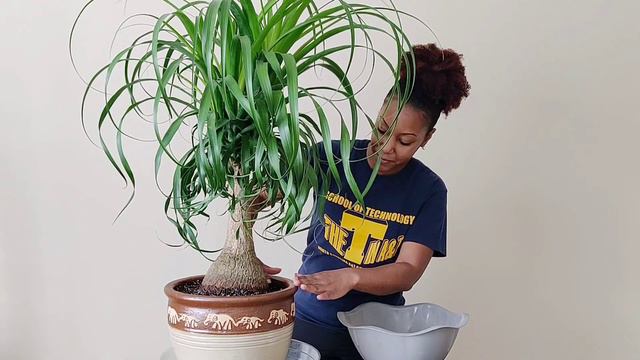 Ponytail Palm🌴 Repotting + Care Tips || Kreatyve Laydiiee смотреть онлайн