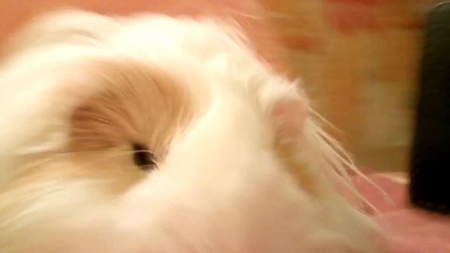 Кто живет у меня дома? какой хомяк? морская свинка?!