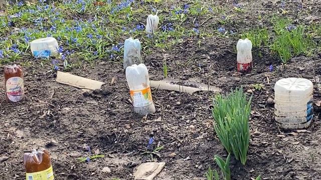 ДОМ НА ЮГЕ. ЧТО НОВОГО НА ОГОРОДЕ. КУЧУГУРЫ.