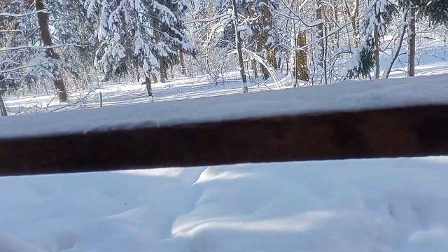 самый лучший лес в мире смотреть онлайн