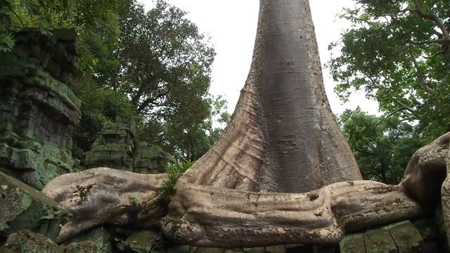 Храм Та Пром, ч.1, Ta Prohm, Камбоджия смотреть онлайн