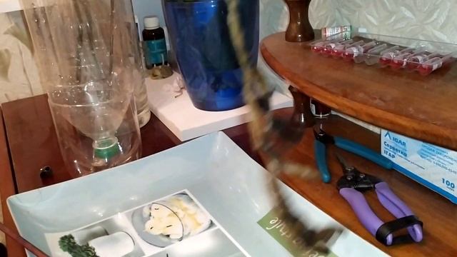 Спасаем сортовую орхидею "Каменная роза" смотреть онлайн