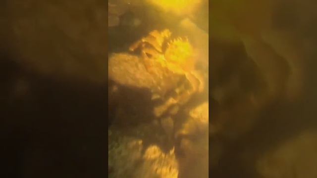 подводная охота Магадан Охотское море смотреть онлайн