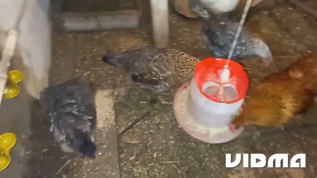 Чёрная икра на обед для моих курёшек. смотреть онлайн