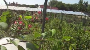 ОБЗОР СОРТА Алычи ГЛОБУС