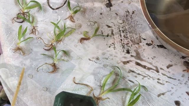 Как пересадить сеянцы орхидеи из фласки. Уход и выращивание орхидей в домашних условиях. Башмачки. смотреть онлайн