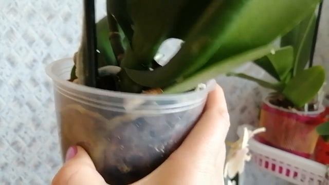 #Орхидея Mira#Уценка смотреть онлайн