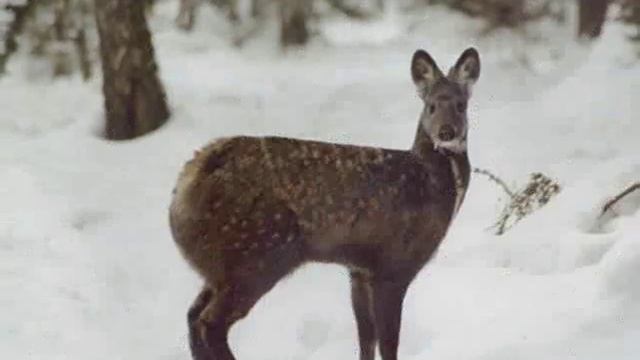 Кабарга — Musk deer смотреть онлайн