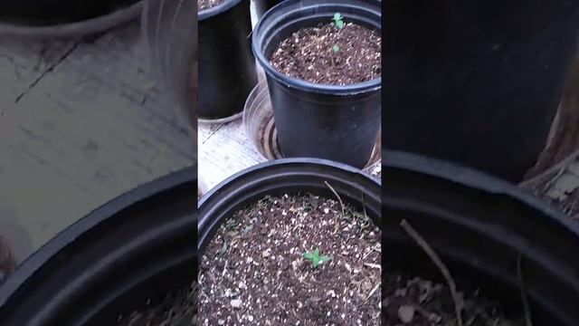 Triple G week one update Bubble crack from @highgradenm смотреть онлайн