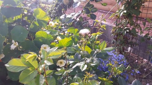 Розы из питомника ГРАНДИФЛОРА. Часть 2. смотреть онлайн