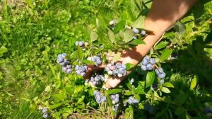 Голубика ДЮК в Подмосковье. Сорта голубики. ТопСад