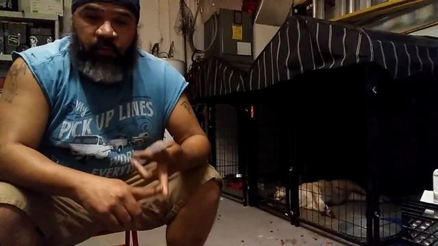 American Bully: Breeding for Health and Quality смотреть онлайн