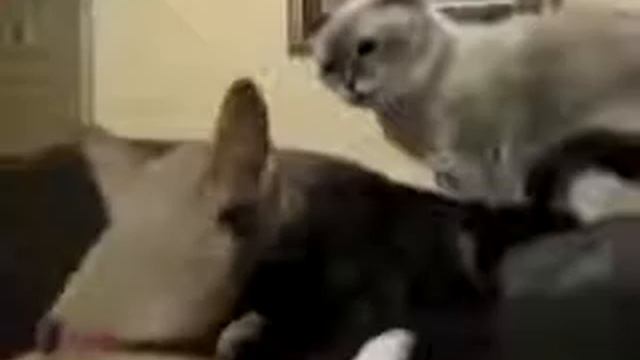 Кот избивает пса смотреть онлайн