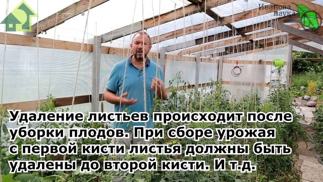 НЕ УДАЛЯЙТЕ ЛИШНЕГО! Самый простой принцип удаления листьев у томата: собрал плоды - удали и листья смотреть онлайн