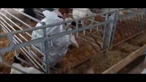 Искусственное вскармливание ягнят. Атрофированное вымя у овцы