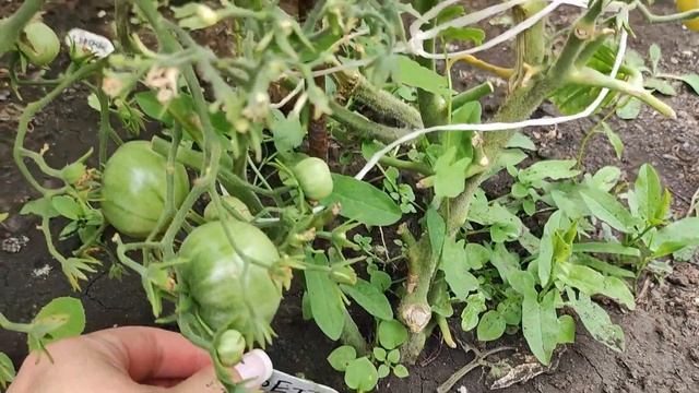 ТОП всех ТОМАТОВ! УЛЬТРАСКОРОСПЕЛЫЙ, ВЫСОКОУРОЖАЙНЫЙ СОРТ БЕТТА, томат для ленивых и начинающих смотреть онлайн