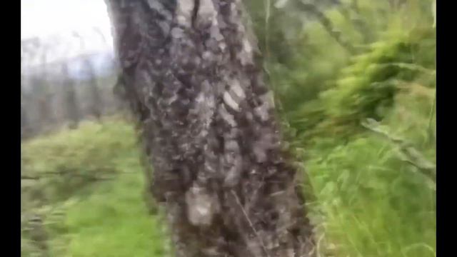 БУРЫЙ МЕДВЕДЬ – Мощный Лесной Зверь смотреть онлайн