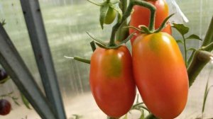 Сан Марцано! (San Marzano)  Полный обзор томата