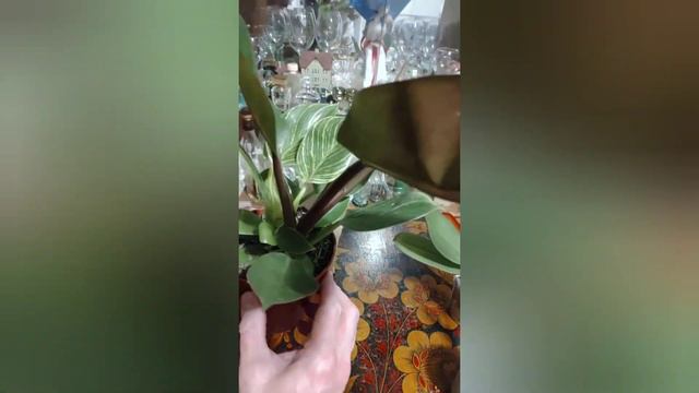 Мутант в ночи! Биркин смотреть онлайн