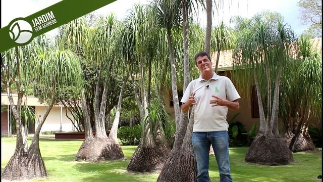 Pata de Elefante - Beaucarnea recurvata - Jardim sem segredo смотреть онлайн