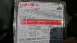 Защищаю свой урожай от колорадского жука средством Green Belt  Командор