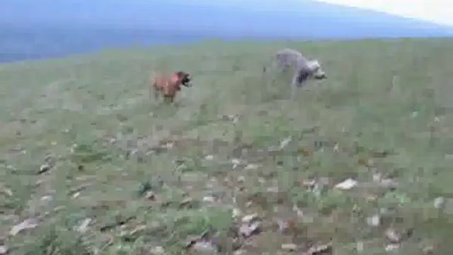 Weimaraner and Boxer puppies смотреть онлайн