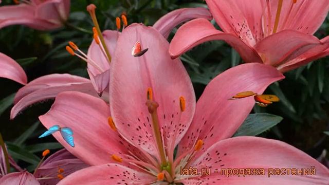 Лилия азиатская горшечная (lilium asiatic island joy) ? лилия обзор: как сажать луковицы лилии смотреть онлайн