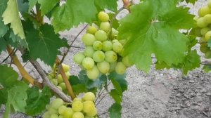 Виноград Елисеева В И  2019