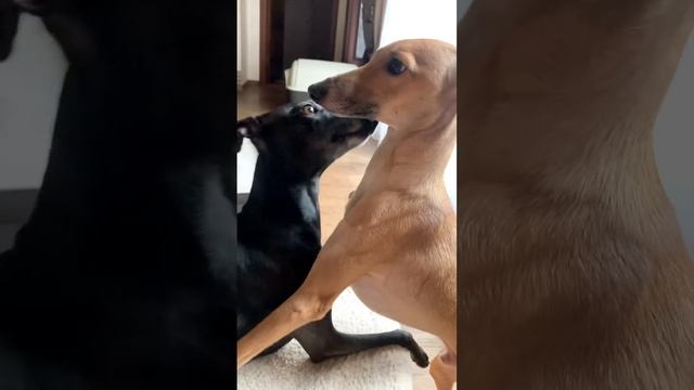 Ещё немного милотыKennel Italian greyhound смотреть онлайн