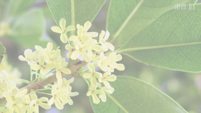 Profession: Nose. Bertrand Duchaufour (eng) смотреть онлайн