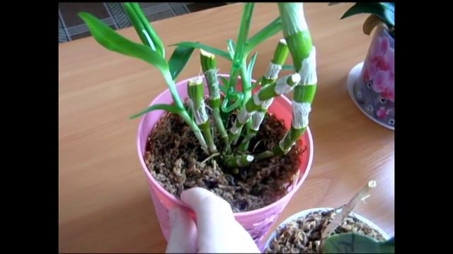 Мои обмороженные орхидеи, продолжение следует. смотреть онлайн