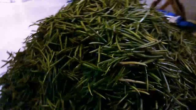 Ночная обработка зеленой ванили смотреть онлайн