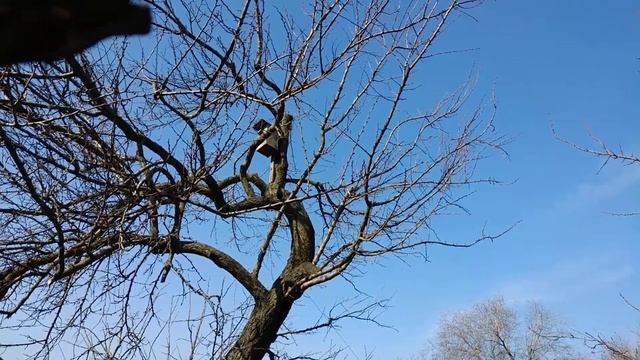 Пение скворца. Запорожье, 07.04.2018г. смотреть онлайн
